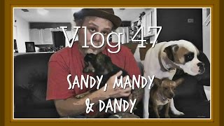 Vlog 47 Sandy, Mandy & Dandy