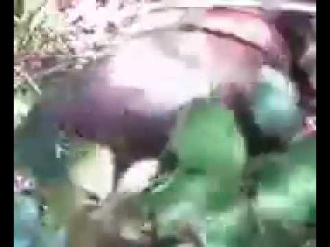 camera iphone 8 plus apk More Turtle 2008