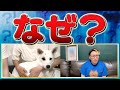 【動物と話す】 突然噛む理由を犬に聞いてみた