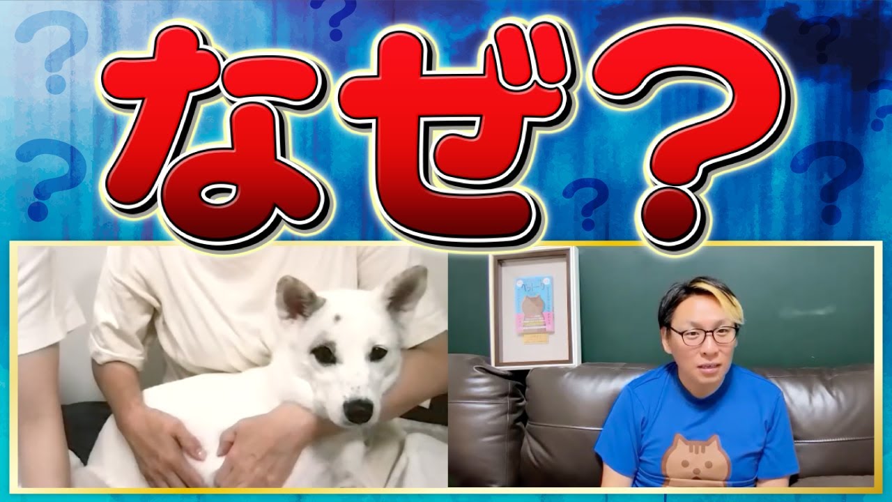 【動物と話す】 突然噛む理由を犬に聞いてみた