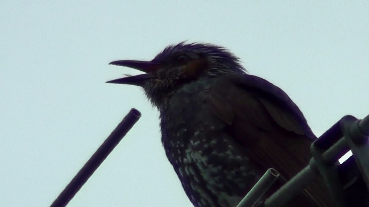ヒヨドリの鳴き声～さえずり～Brown-eared Bulbul 