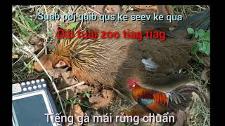 Suab poj qaib qus ke seev ke qua tuaj zoo heev / tiếng gà mái gọi trống siêu chuẩn