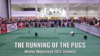 Pug Race: Winter Woofstock 2012