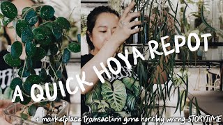 hoya yvesrocheri & mathilde repot + short storytime 🤢🤮
