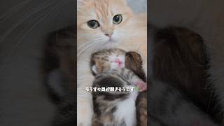 ポコの子猫、生後10日になりました