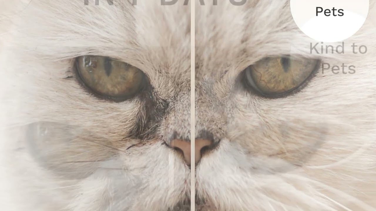 Eye Envy Tear Stain Remover for Cats: Safe, Natural, and Effective! 🐱👀