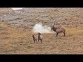 Elk Hunting GIANT HERD BULL In Wyoming 2019