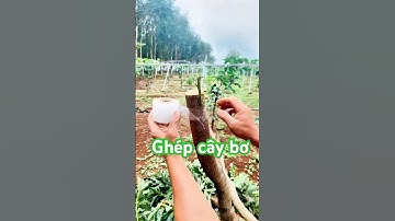 Cách ghép cây bơ thành công cao – Kỹ thuật chọn giống & ghép bơ chuẩn Việt Nam @ThinhNongNghiep