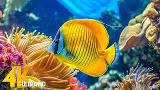 Aquarium 4K VIDEO (ULTRA HD) 🐠 Beautiful Coral Reef Fish - Relaxing Sleep Meditation Music #53