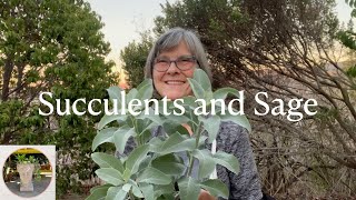 My Latest Plant Haul: Succulents & Fragrant Sage