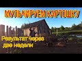 Мульчирование картошки - результат через 2 недели