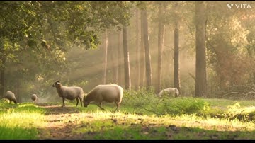 peaceful energetic calming puppies at play with soothing relaxation ambiance classical music