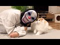 🍋ゾンビになった飼い主に神対応の猫【ハロウィン🎃】