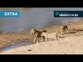 Lions ambush swimming otter