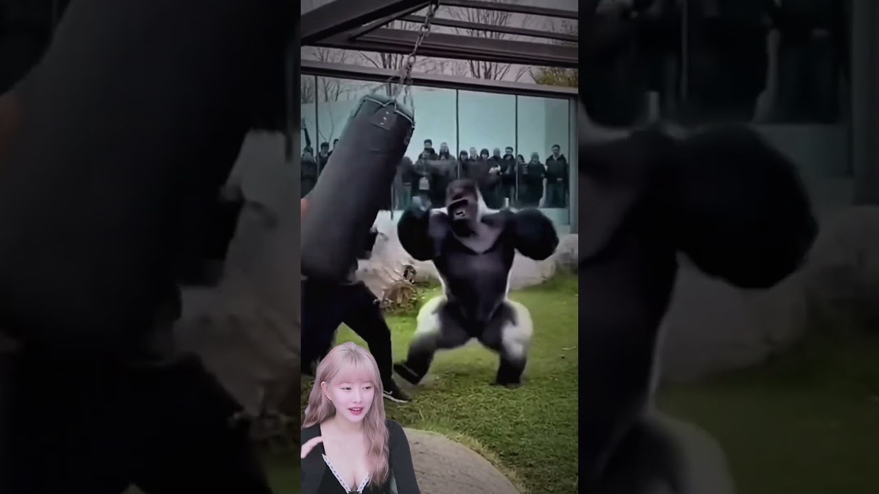Don't show off your boxing skills in front of a gorilla 