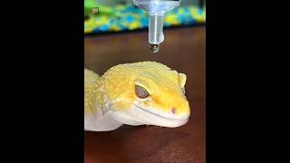 Why Geckos Have Hydrophobic Skin