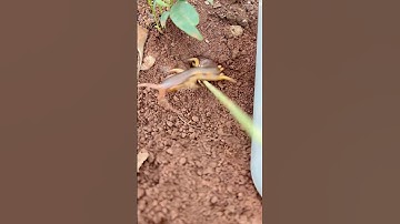 Smart Bullet ants VS Massive centipede