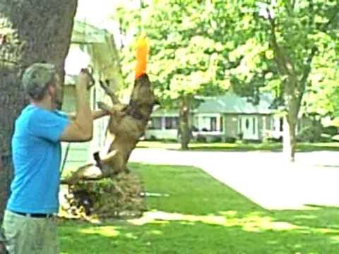 dog hanging rope toy