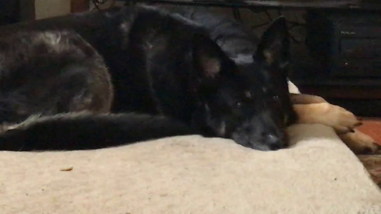 camera iphone 8 plus apk schatzi on alert when someone opens a door