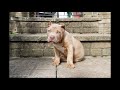 AMERICAN BULLY XL RARE LILAC GHOST TRI BABY PUPPY (RICO) IN THE UK