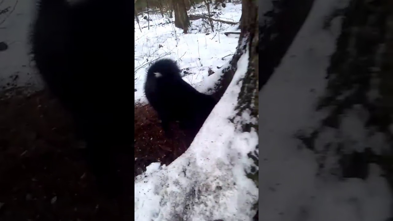 Хонда кун 2 сезон