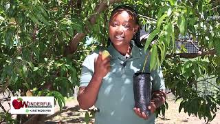 peaches farming in wambugu apples wonderful heaven orchard