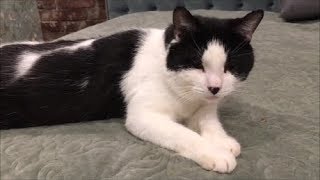 Намурчите мне кошки уют. Намурчите мне кошки уют.