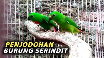 Penjodohan & Pelepasan || Burung Serindit Kalimantan