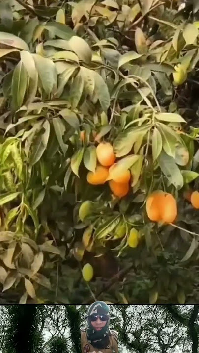 Buah Gandaria, buah unik yang mulai langka #shorts #fruit #pertanian #agriculture
