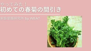 【やってみた】初めての春菊の間引き