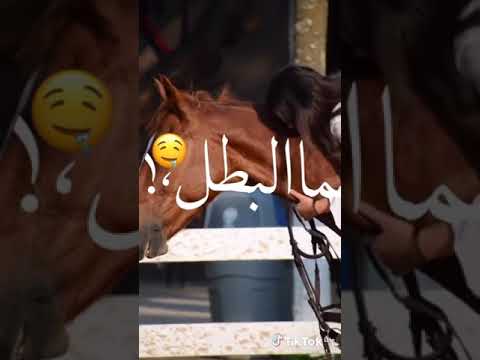 منشن لام عود كرفي