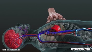 Finnish: CPR in Action | A 3D look inside the body