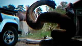 Anacondas Trail Of Blood