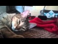 Pixie bob cat の動画、YouTube動画。