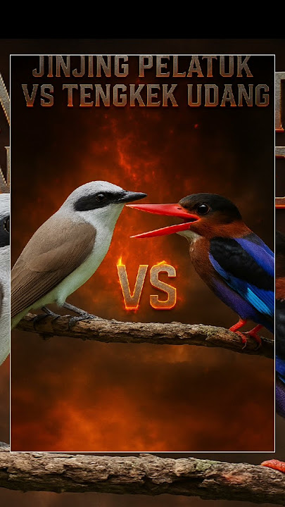 masteran burung terbaru, jinjing pelatuk vs tengkek udang #masteranburung #kicaumania #burung