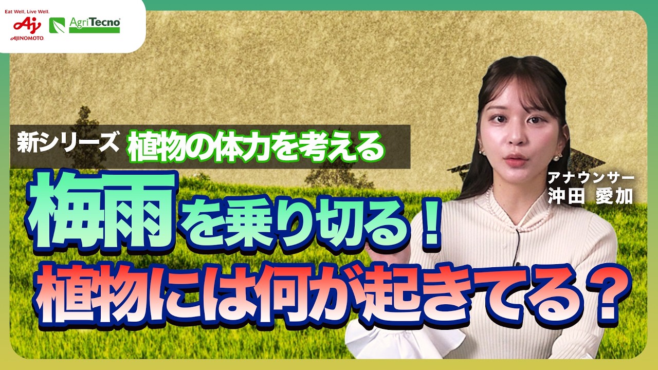 シリーズ『植物の体力を考える』6月梅雨編:梅雨期、植物の中で何が起きているのか?
