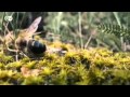 Video for dali48 and bees