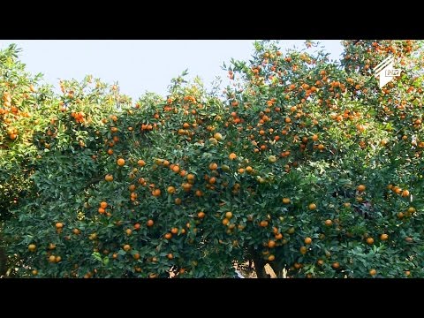 ნარინჯისფერი რთველი აჭარაში