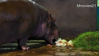 どうぶつ敬老の日　カバのドンにスイカのプレゼント~Hippopotamus