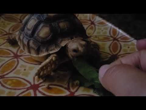 Snack time! Hand feeding Spongebob the tortoise 🍃🐢