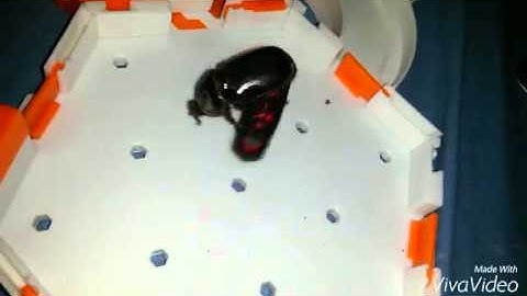 Hex bug vs The real Bug