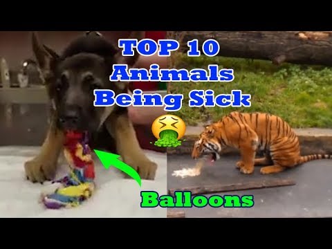 Top 10 Animals Being Sick - Animals Throwing Up Monkeys - Dogs and Cats + more animals
