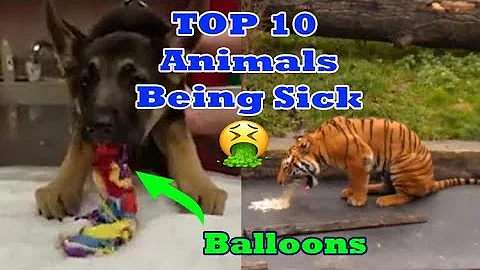 Top 10 Animals Being Sick - Animals Throwing Up Monkeys - Dogs and Cats + more animals - DayDayNews