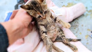 Somebody Abandoned A Kitten With A Broken Spine 😭 She Was Crying For Help