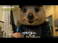 카페에서 몰래 asmr하기 #쿼카 #공감 #일상 #브이로그