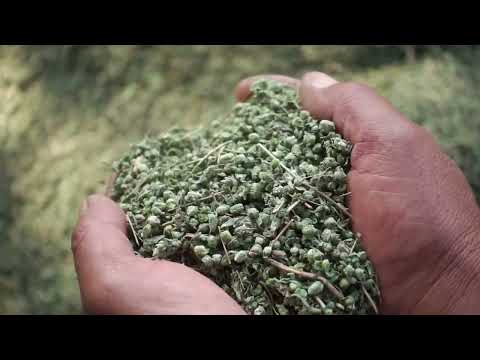 EFECAN Ingredients I I English
