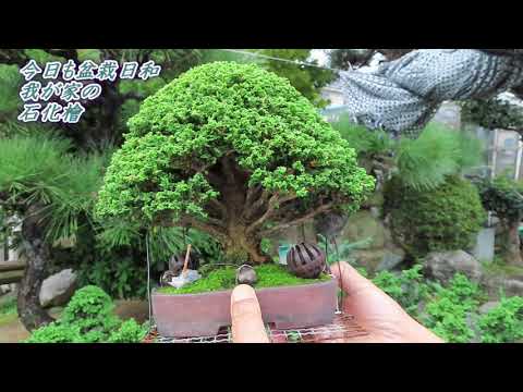 石寄せ　石化桧　皐月 21E88C4E-AA85-46AE-B31E-