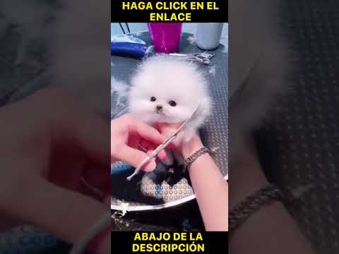 Video: ¿Qué es un perro osito de peluche?