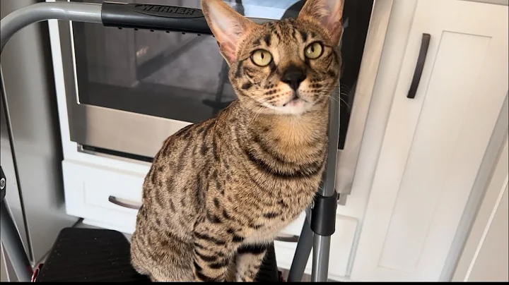 Video 7389421: f2 savannah cats meowing, savannah cat purring, little savannah, cat first