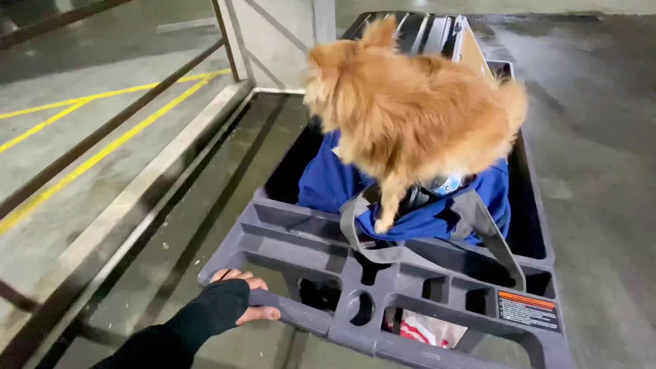 Pimple BE GONE!!! lol